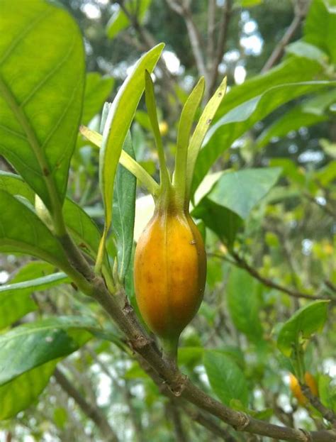 梔子花種子發芽